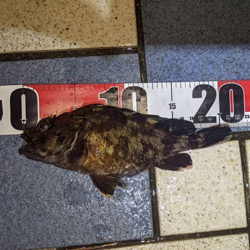 カサゴの釣果