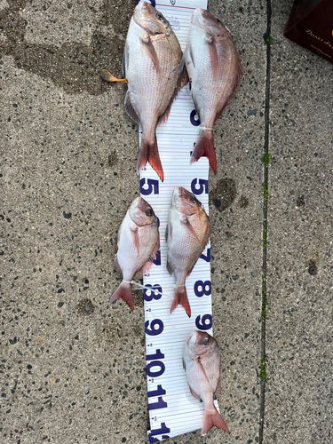 マダイの釣果