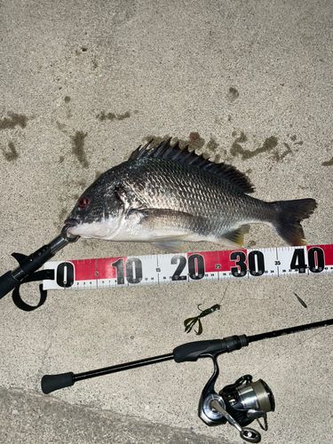 キビレの釣果
