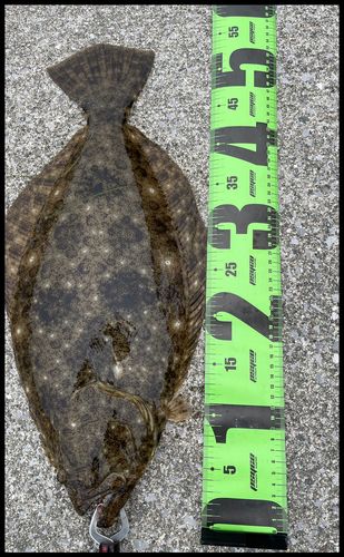 ヒラメの釣果