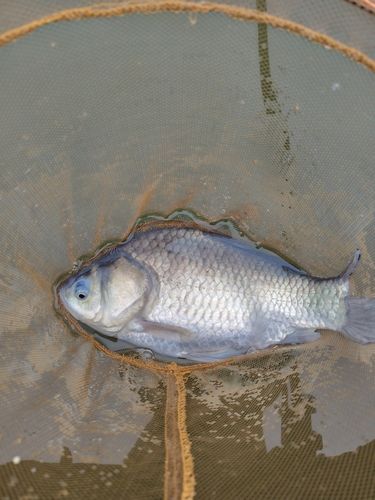 ヘラブナの釣果