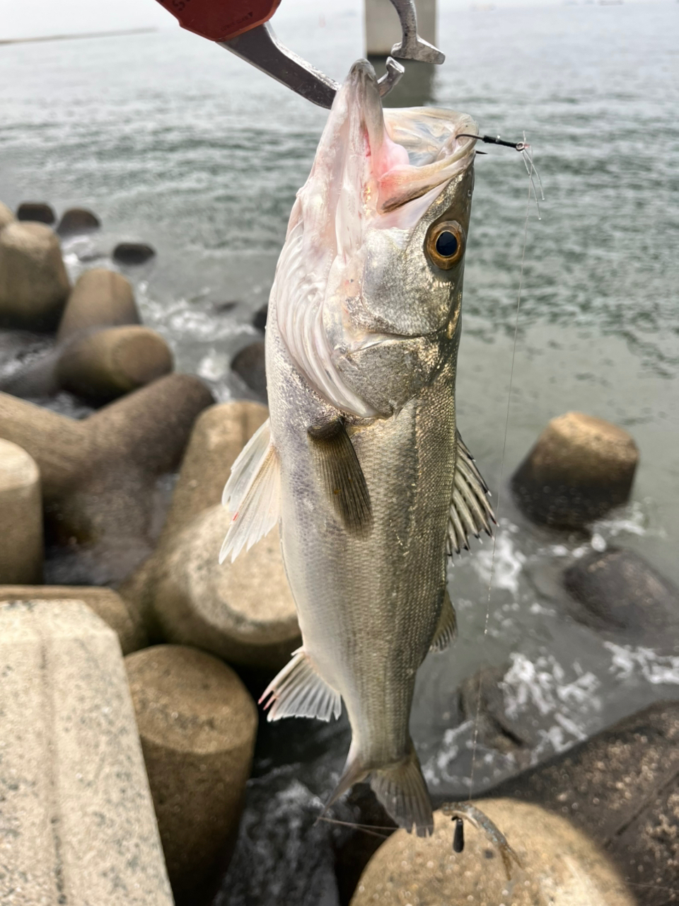SHIMANO 22ステラ C3000XGの最安値・インプレ・釣果 | 本音の