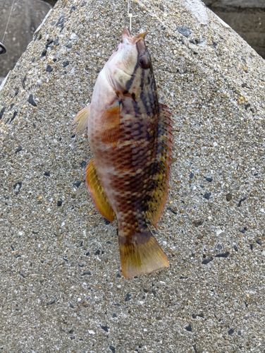 アカササノハベラの釣果