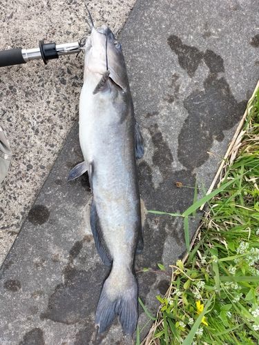 チャネルキャットフィッシュの釣果