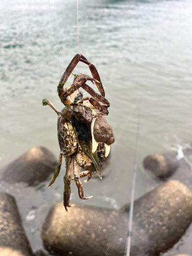 モクズガニの釣果