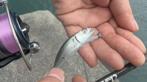 サバの釣果
