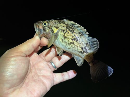 クロソイの釣果