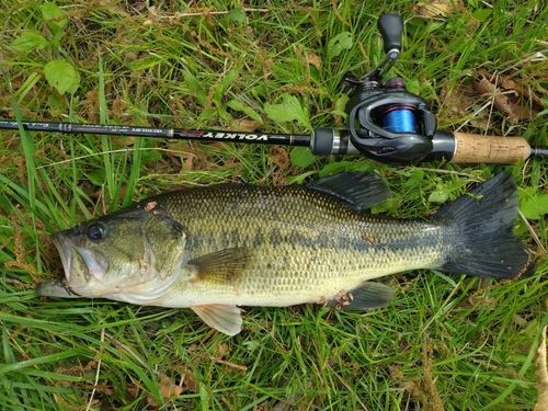 ラージマウスバスの釣果