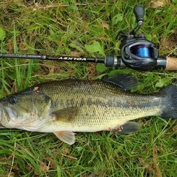 ラージマウスバス