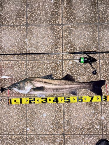 シーバスの釣果