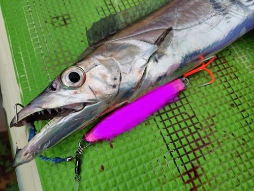 タチウオの釣果