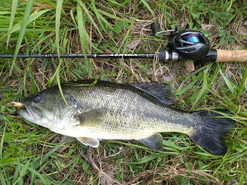 ラージマウスバスの釣果