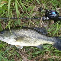 ラージマウスバス