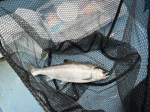 サツキマスの釣果