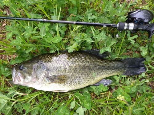 ラージマウスバスの釣果