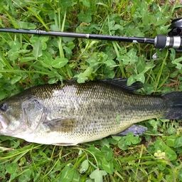 ラージマウスバス