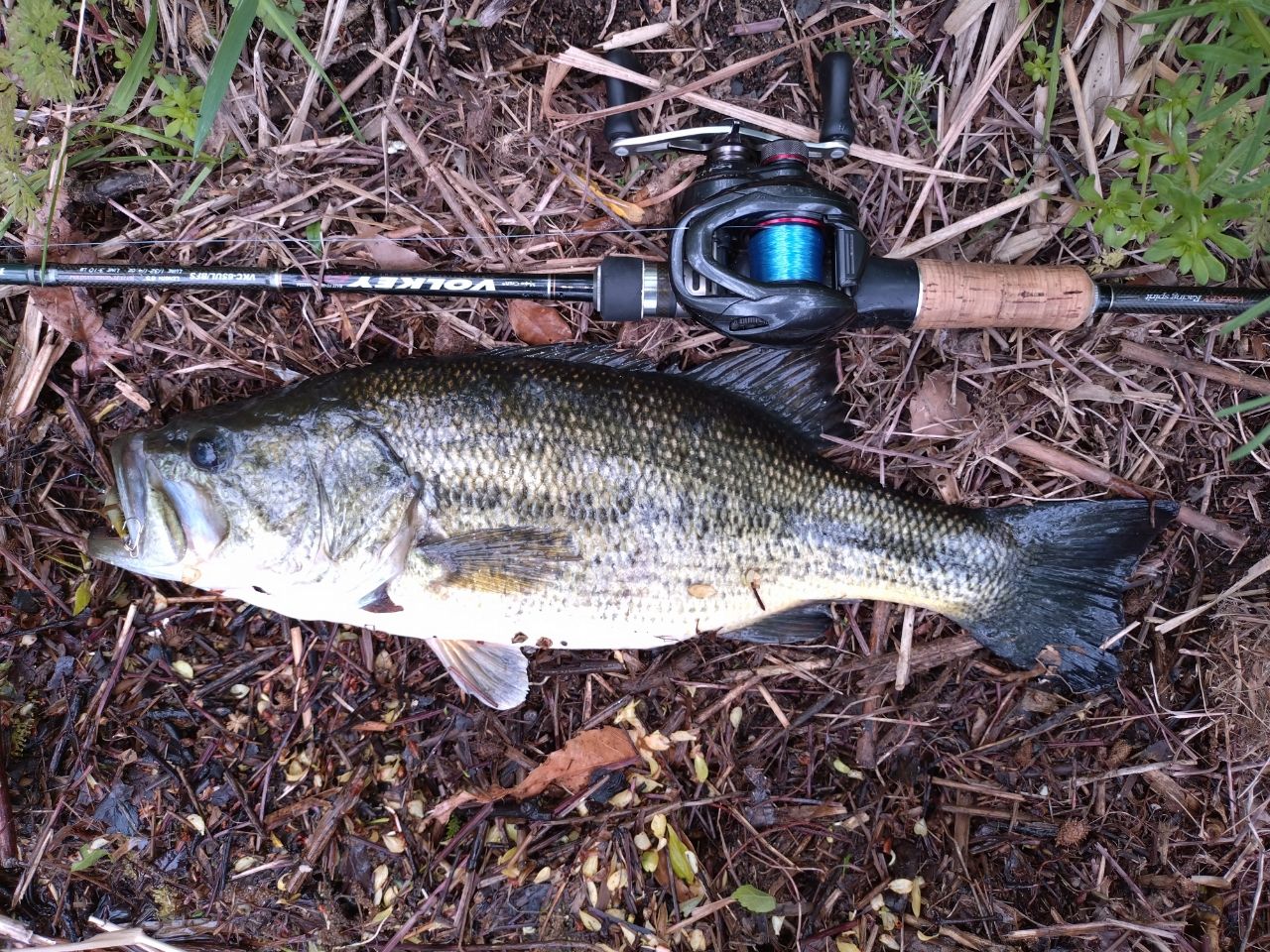 ラージマウスバス