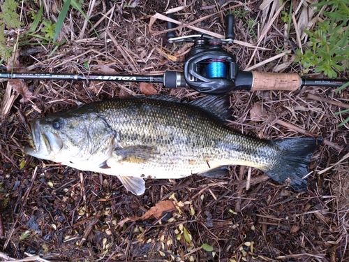 ラージマウスバスの釣果