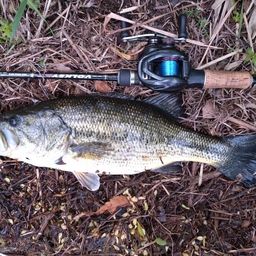 ラージマウスバス