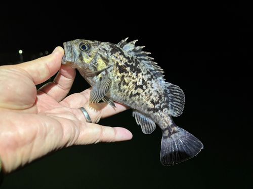 クロソイの釣果