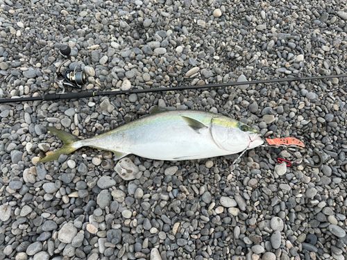 メジロの釣果