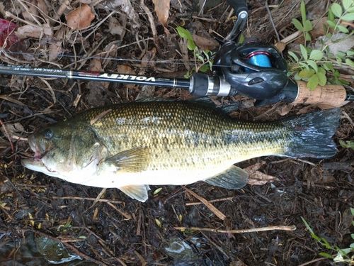 ラージマウスバスの釣果