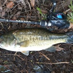 ラージマウスバス