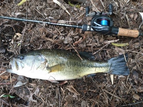 ラージマウスバスの釣果