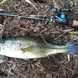 ラージマウスバス