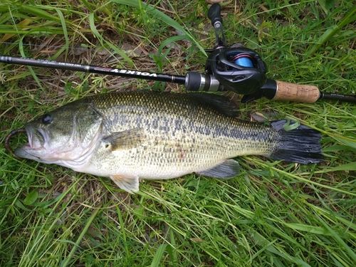 ラージマウスバスの釣果