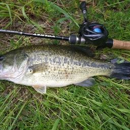 ラージマウスバス