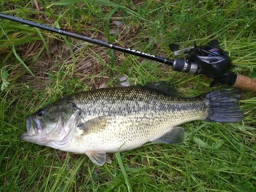 ラージマウスバスの釣果