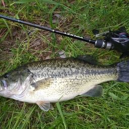 ラージマウスバス