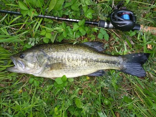 ラージマウスバスの釣果