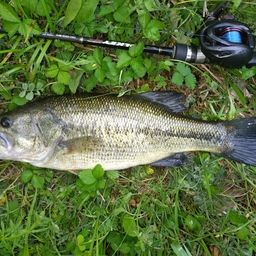 ラージマウスバス