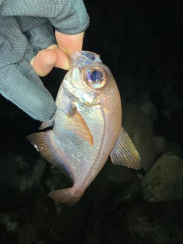 ハタンポの釣果