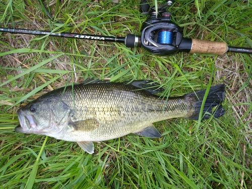 ラージマウスバスの釣果