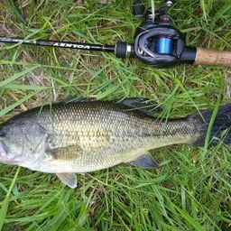 ラージマウスバス