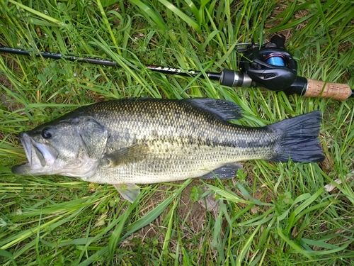ラージマウスバスの釣果
