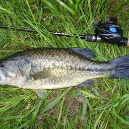 ラージマウスバス