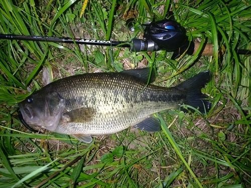 ラージマウスバスの釣果