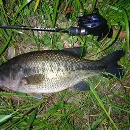 ラージマウスバス