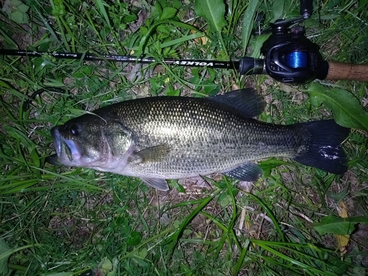 ラージマウスバス