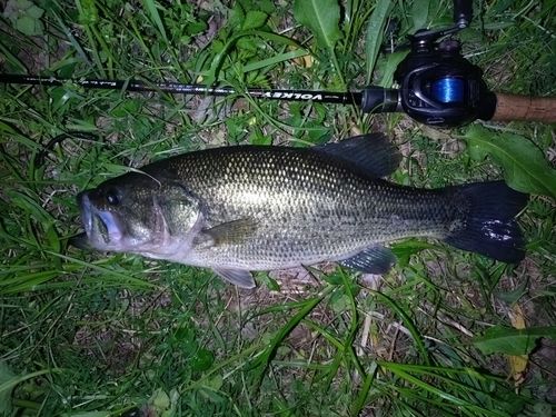 ラージマウスバスの釣果