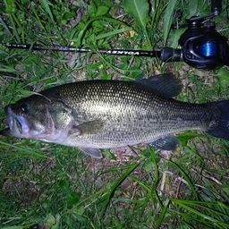 ラージマウスバス