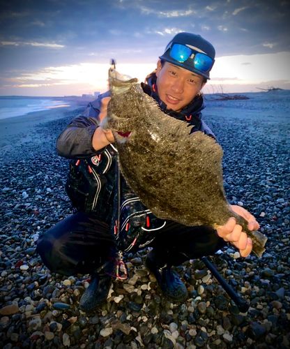 ヒラメの釣果
