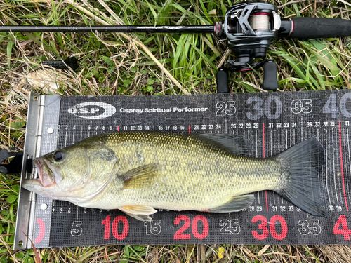 ラージマウスバスの釣果