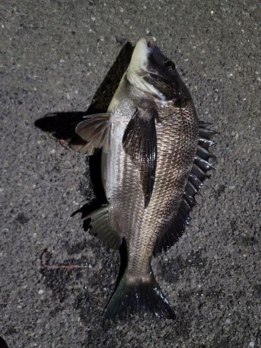 クロダイの釣果