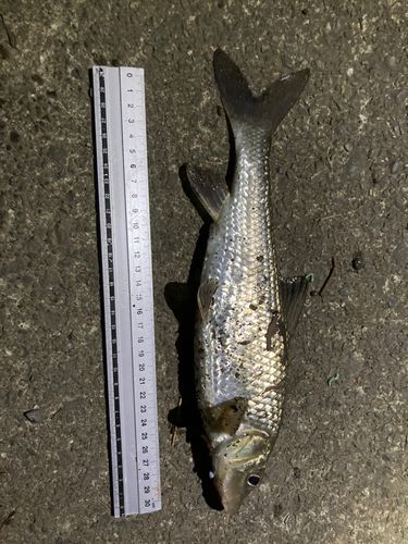 ニゴイの釣果