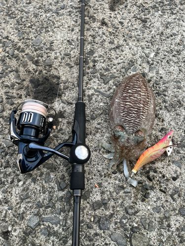 コウイカの釣果